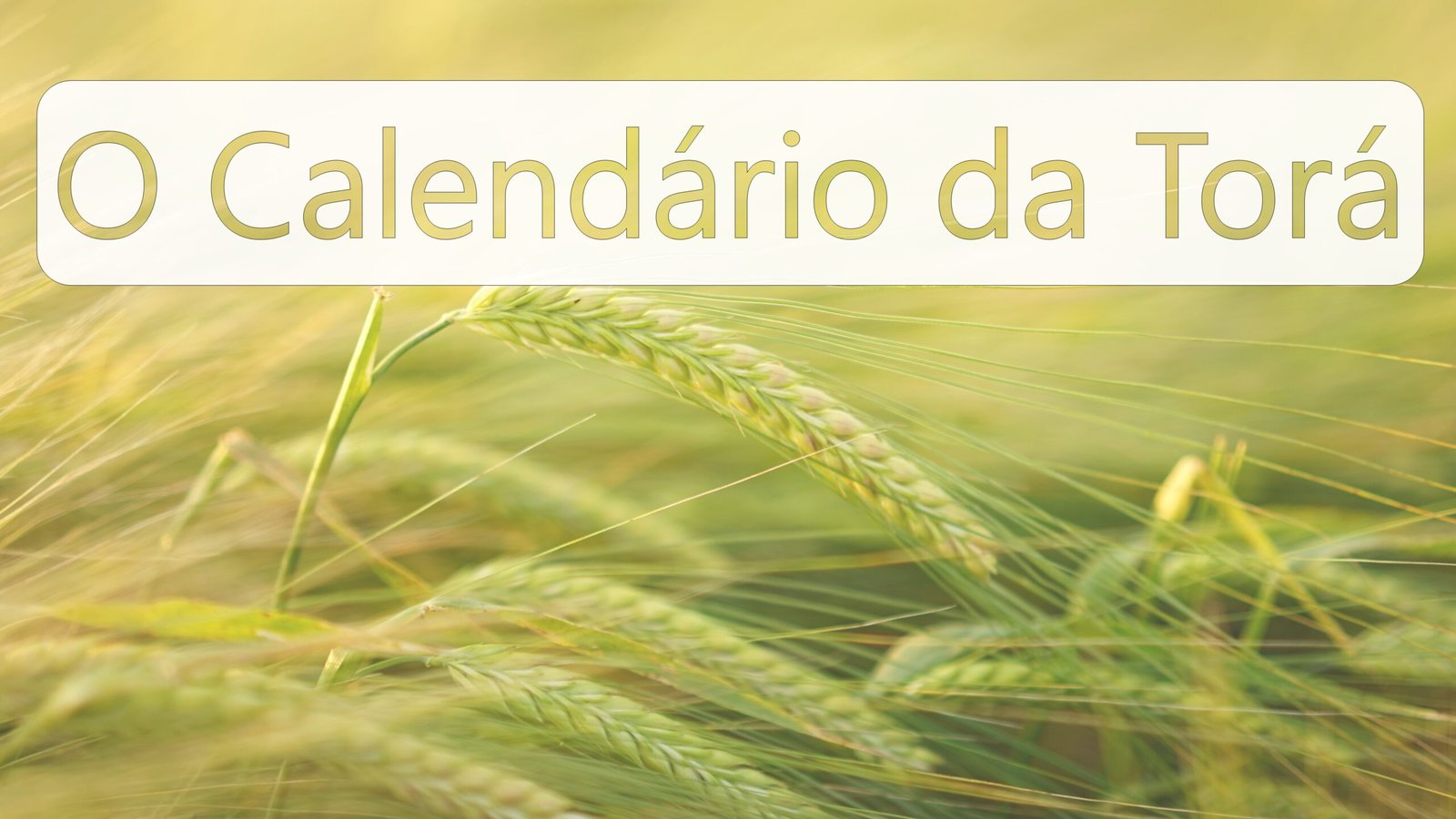 o-calendario-da-tora-cover-livro